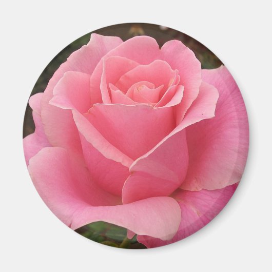 Rosa Rose Magnet (Vorne)