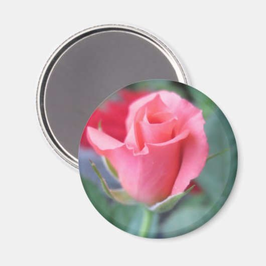 Rosa Rose Magnet (Vorderseite/Rückseite)