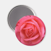 Rosa Rose Magnet Pink Rose Geschenke Keepake Dekor (Vorderseite/Rückseite)