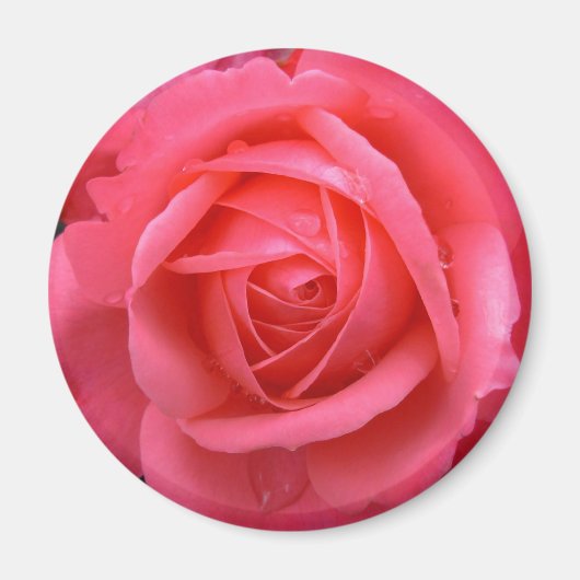 Rosa Rose Magnet Pink Rose Geschenke Keepake Dekor (Vorne)