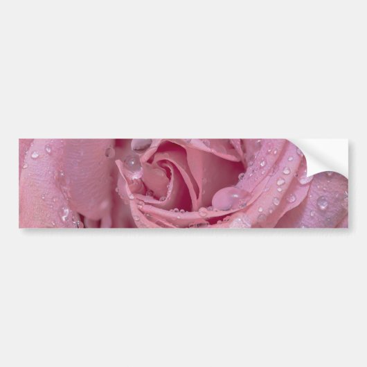 Rosa Rose mit Dewdrops Autoaufkleber (Vorne)