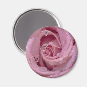 Rosa Rose mit Dewdrops Magnet (Vorderseite/Rückseite)