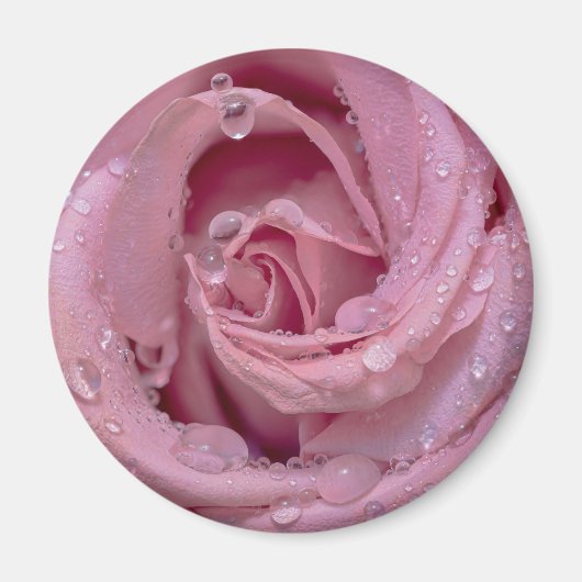 Rosa Rose mit Dewdrops Magnet (Vorne)