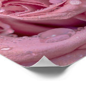 Rosa Rose mit Dewdrops Poster (Ecke)