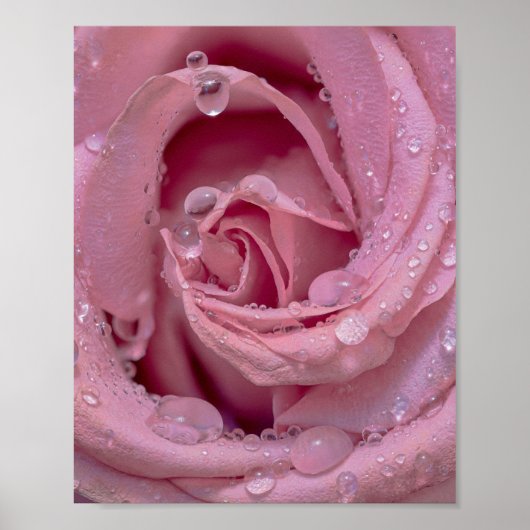 Rosa Rose mit Dewdrops Poster (Vorne)