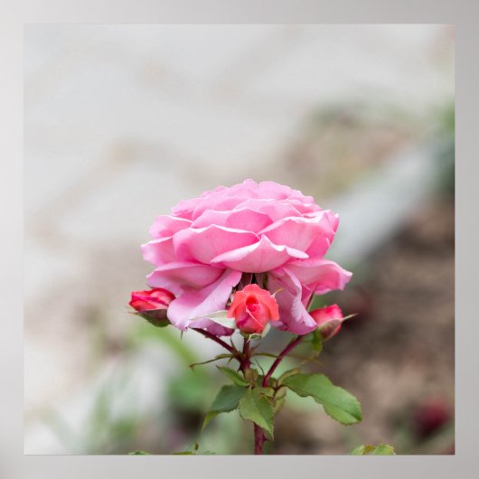 Rosa Rose mit drei Knoten Poster (Vorne)