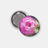 Rosa Rose mit einem Bienenmagnet Magnet (Vorderseite/Rückseite)