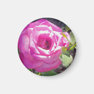 Rosa Rose mit einem Bienenmagnet Magnet