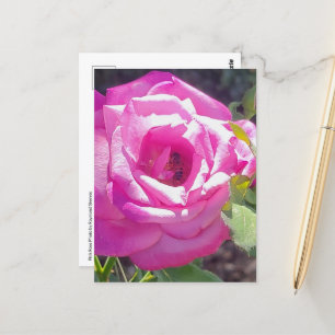 Rosa Rose mit einer Bienenpostkarte Postkarte