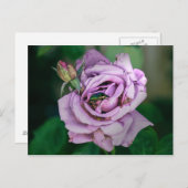 Rosa Rose mit grünem Beatle Postkarte (Vorne/Hinten)