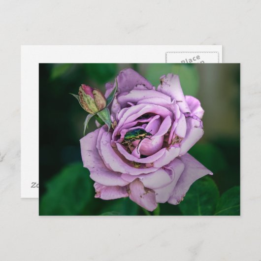 Rosa Rose mit grünem Beatle Postkarte (Vorne/Hinten)