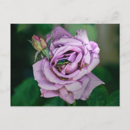 Rosa Rose mit grünem Beatle Postkarte