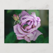 Rosa Rose mit grünem Beatle Postkarte (Vorderseite)