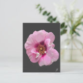 Rosa Rose mit Lila Herz - Ölgemälde Postkarte (Stehend Vorderseite)