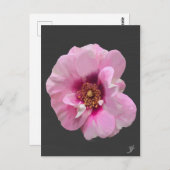 Rosa Rose mit Lila Herz - Ölgemälde Postkarte (Vorne/Hinten)