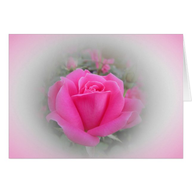 Rosa Rose mit Rosa und Weiß (Vorderseite (Horizontal))