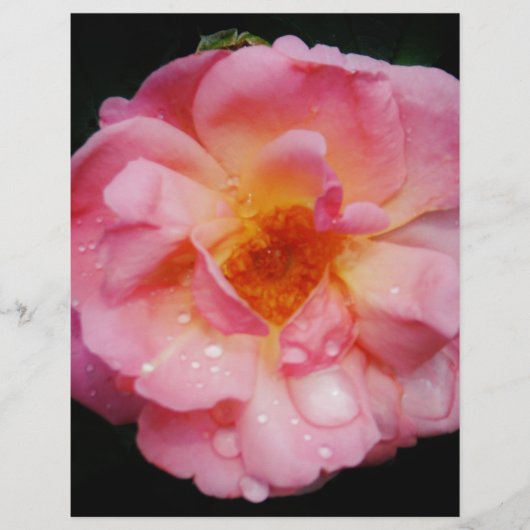 Rosa Rose mit schwarzem Hintergrund/ Taubenschlag (Vorderseite)