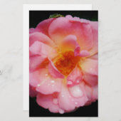 Rosa Rose mit schwarzem Hintergrund/ Taubenschlag Briefpapier (Vorne/Hinten)