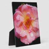 Rosa Rose mit schwarzem Hintergrund/ Taubenschlag Fotoplatte (Seite)