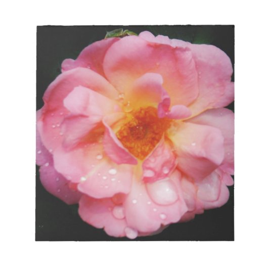 Rosa Rose mit schwarzem Hintergrund/ Taubenschlag Notizblock (Vorderseite)