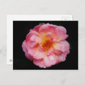 Rosa Rose mit schwarzem Hintergrund/ Taubenschlag Postkarte (Vorne/Hinten)