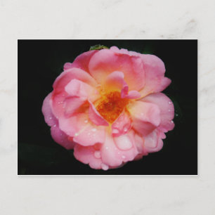 Rosa Rose mit schwarzem Hintergrund/ Taubenschlag Postkarte