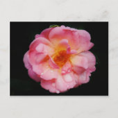 Rosa Rose mit schwarzem Hintergrund/ Taubenschlag Postkarte (Vorderseite)