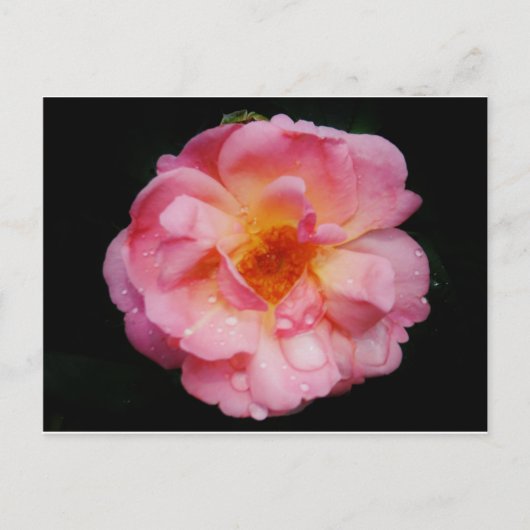 Rosa Rose mit schwarzem Hintergrund/ Taubenschlag Postkarte (Vorderseite)