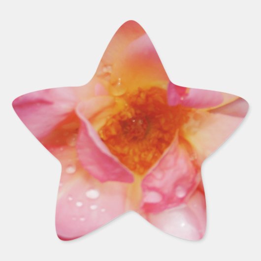 Rosa Rose mit schwarzem Hintergrund/ Taubenschlag Stern-Aufkleber (Vorderseite)