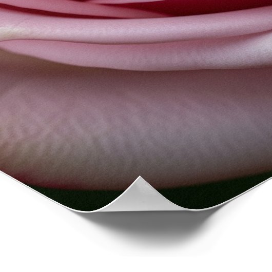 Rosa Rose mit Spiralblättern Poster (Ecke)