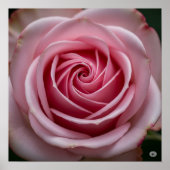 Rosa Rose mit Spiralblättern Poster (Vorne)