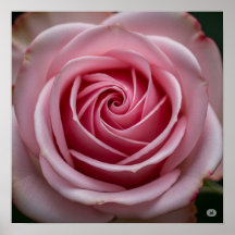 Rosa Rose mit Spiralblättern