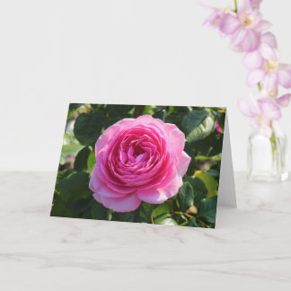 Rosa Rose "Mum in a Million", Roath Park, Cardiff Karte