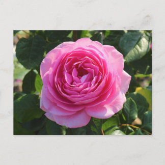 Rosa Rose "Mum in a Million", Roath Park, Cardiff Postkarte