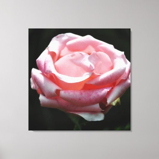 Rosa Rose Nah-up 2 Leinwanddruck (Vorderseite)