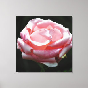 Rosa Rose Nah-up 2 Leinwanddruck