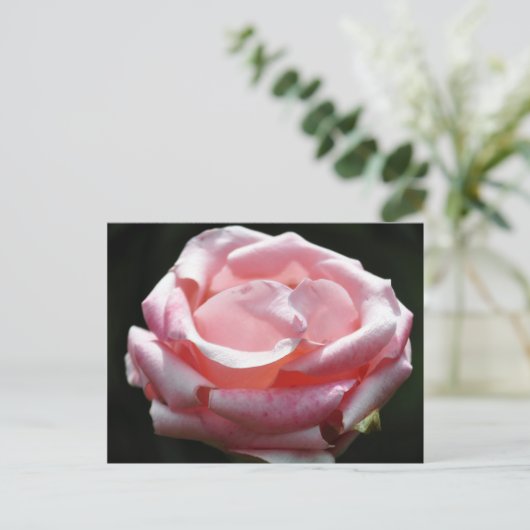 Rosa Rose Nah-up 2 Postkarte (Stehend Vorderseite)