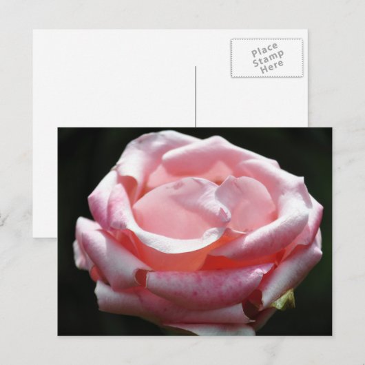 Rosa Rose Nah-up 2 Postkarte (Vorne/Hinten)