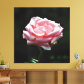 Rosa Rose Nah-up Leinwanddruck (Insitu (Wohnzimmer))