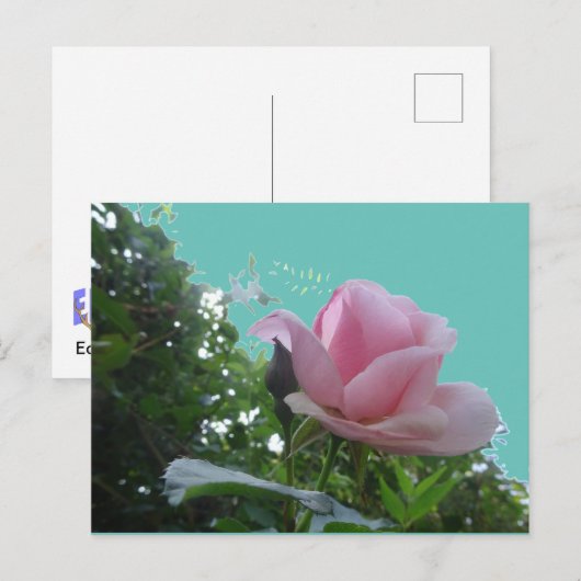 Rosa Rose Nah Up Postkarte (Vorne/Hinten)