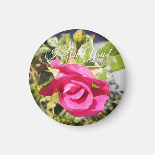 Rosa Rose Nr. 2 Magnet (Vorne)