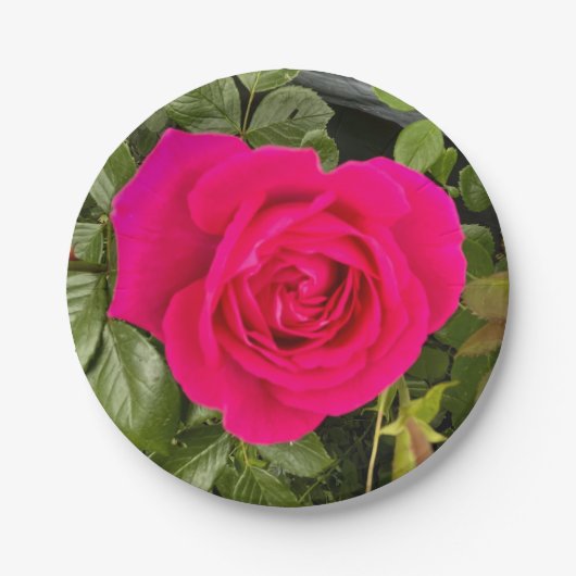 Rosa Rose Nr. 4 Pappteller (Vorderseite)