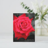 Rosa"Rose Osaka":Postkarte Postkarte (Stehend Vorderseite)