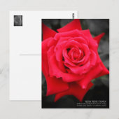 Rosa"Rose Osaka":Postkarte Postkarte (Vorne/Hinten)
