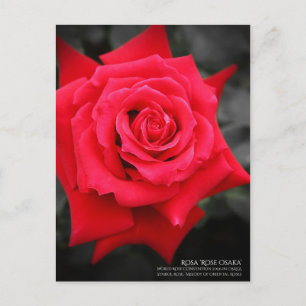 Rosa"Rose Osaka":Postkarte Postkarte