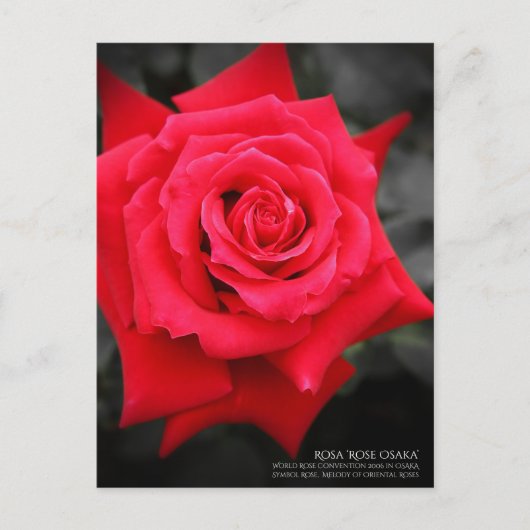 Rosa"Rose Osaka":Postkarte Postkarte (Vorderseite)