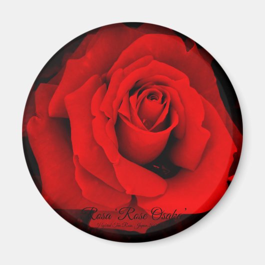 Rosa ‘Rose Osaka’: Runde Magnet (Vorne)