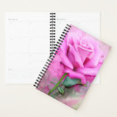 Rosa Rose Planer (Anzeige)