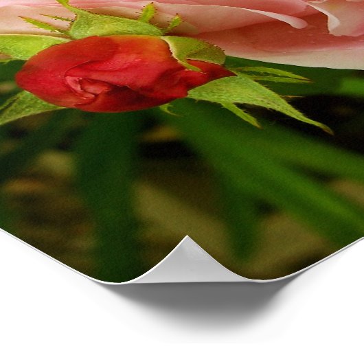 Rosa Rose Poster (Ecke)