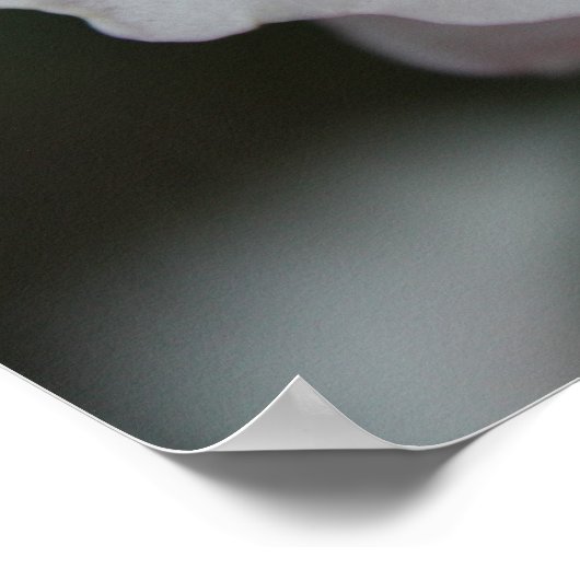 Rosa Rose Poster (Ecke)